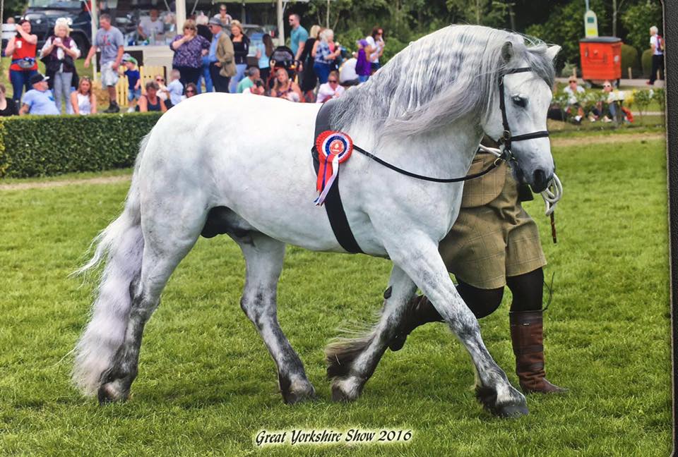 Champion Mountain and Moorland Pony Stallion at Stud